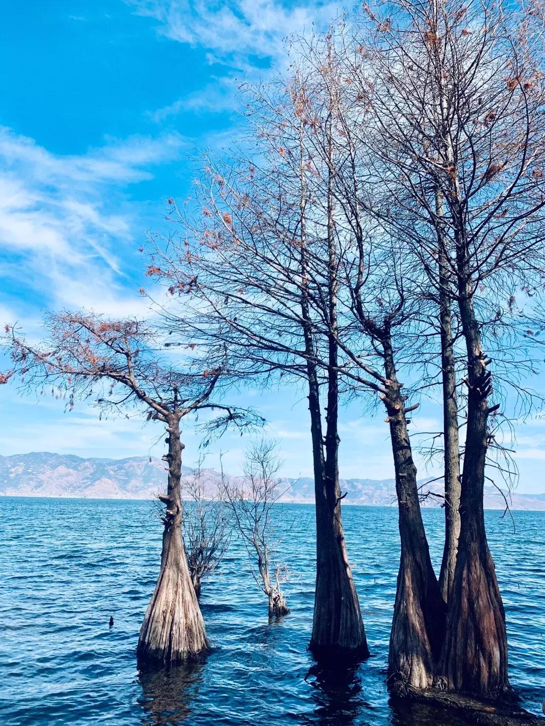 中国人寿保险最新资讯，自然美景之旅唤醒内心平静