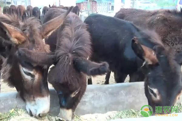 揭秘2016最新活驴收购价格趋势分析🐎