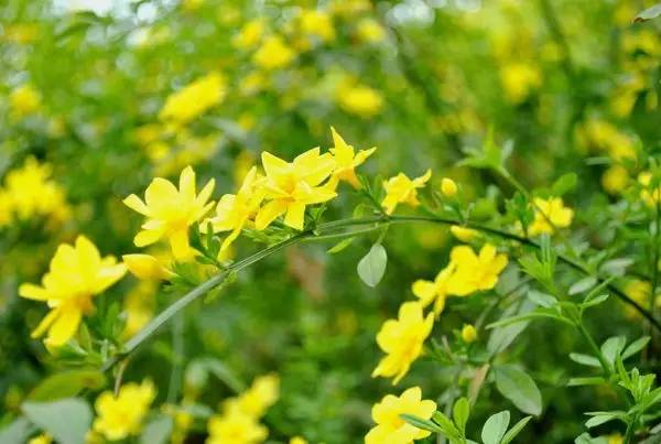 一枝花独胆最新预测及其步骤指南