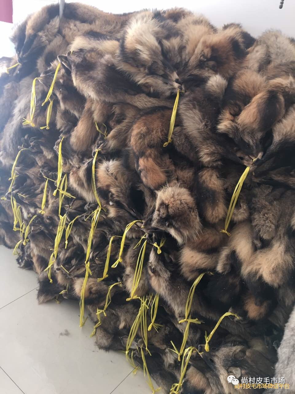 貉子皮最新价格表详解，步骤指南与价格概览