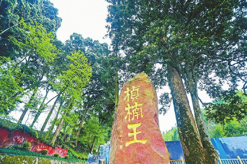 最新桢楠法，变化铸就自信与成就之路