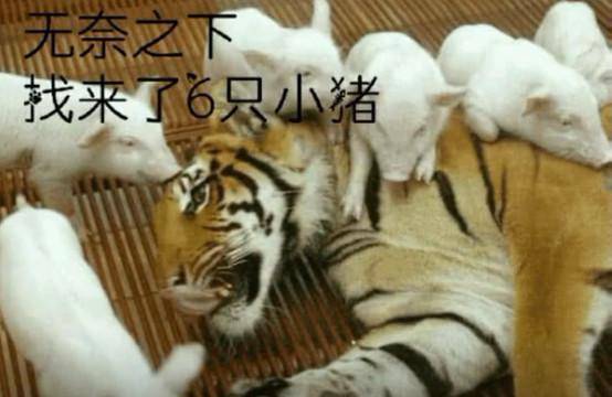 小巷深处的独特风味，四虎最新求探秘