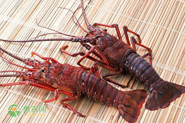 最新澳龙价格分析与趋势预测