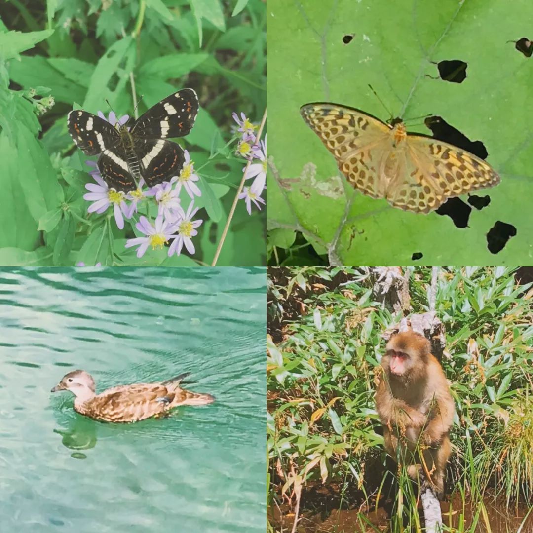 景兴纸业最新动态，自然美景的探索之旅