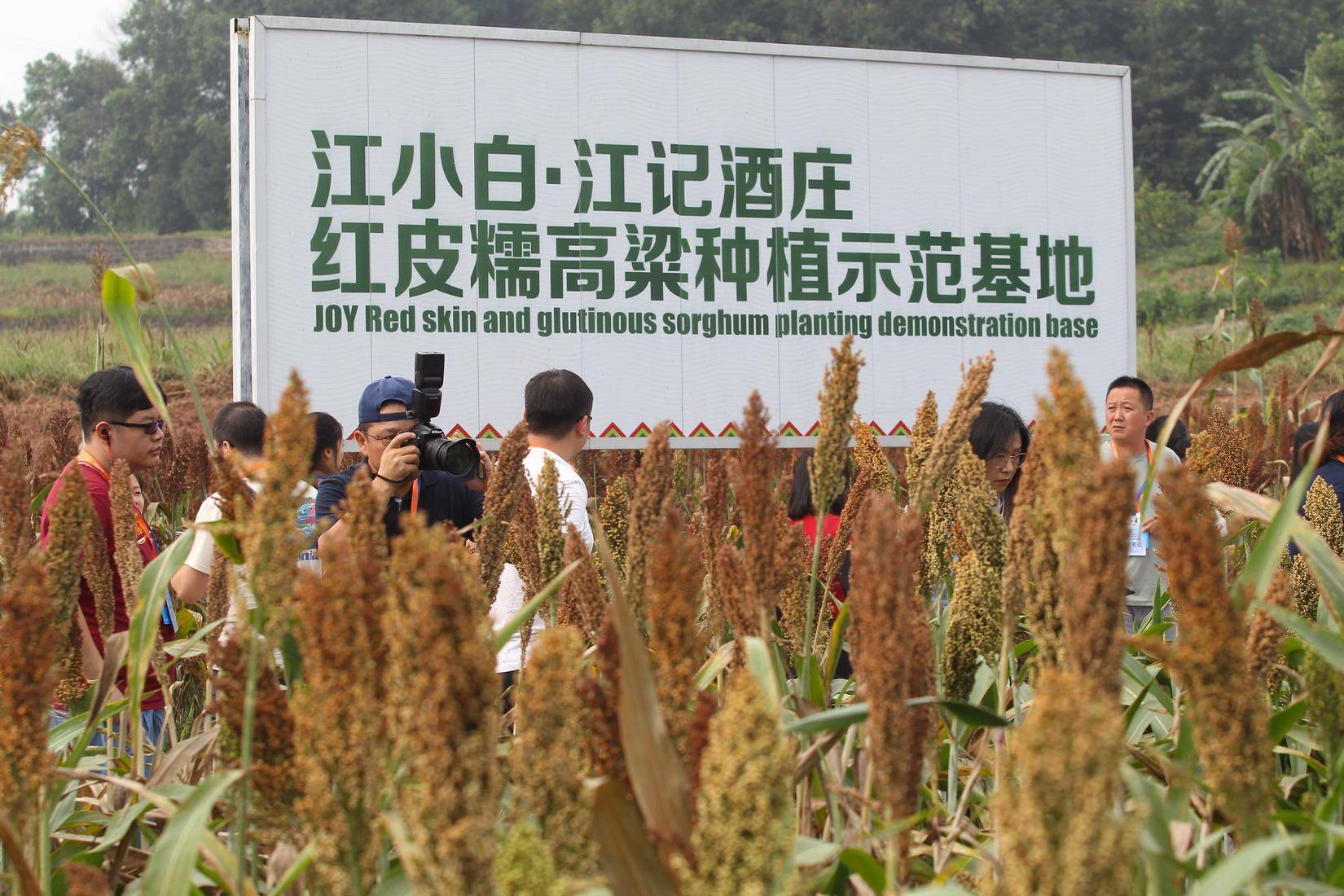 东北高粱最新价格，变化中的机遇与自信的力量展望