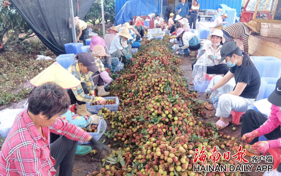 临高县新闻最新更新，小巷深处的独特风味