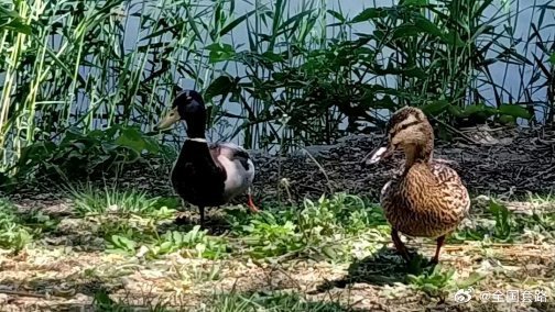 老鸭窝最新地址一，科技前沿产品介绍引领潮流