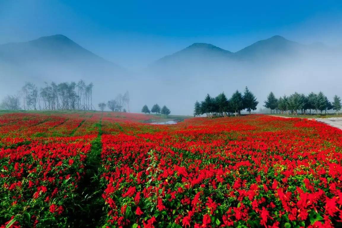 爱菊欣园2017最新动态，启程探索自然美景，寻找内心平静之旅