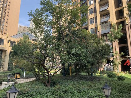 蔡甸核建锦城最新动态，与自然美景的邂逅，内心平和之旅启程